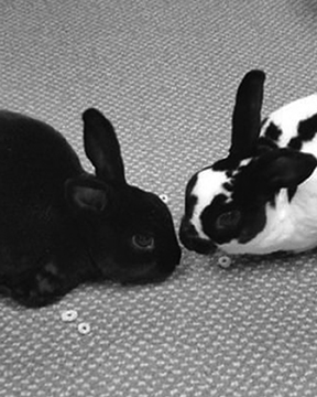 HSS About Us Team Member photo rabbits