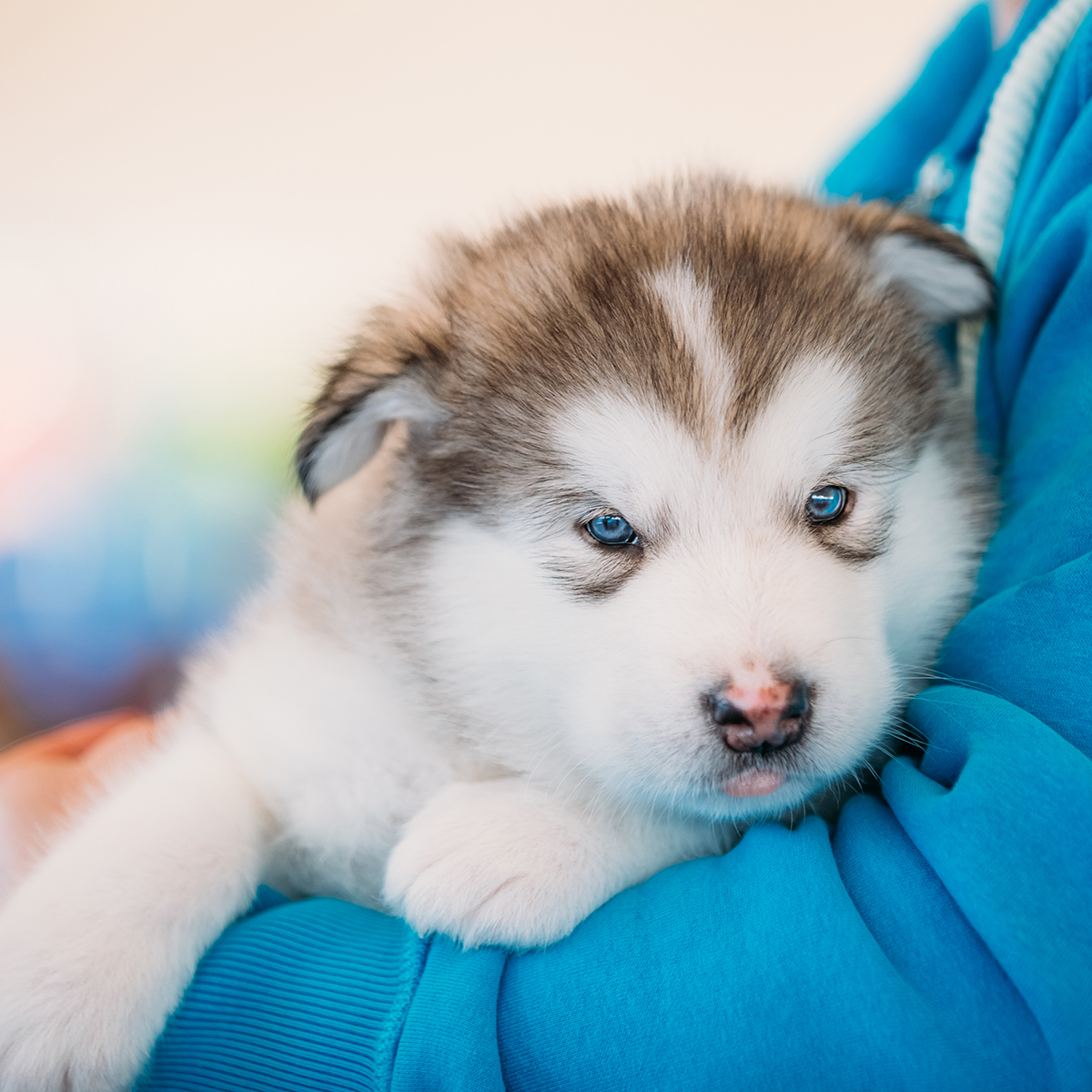 White blue eyed Alaskan Malamute puppy Dog sits in hands of owner