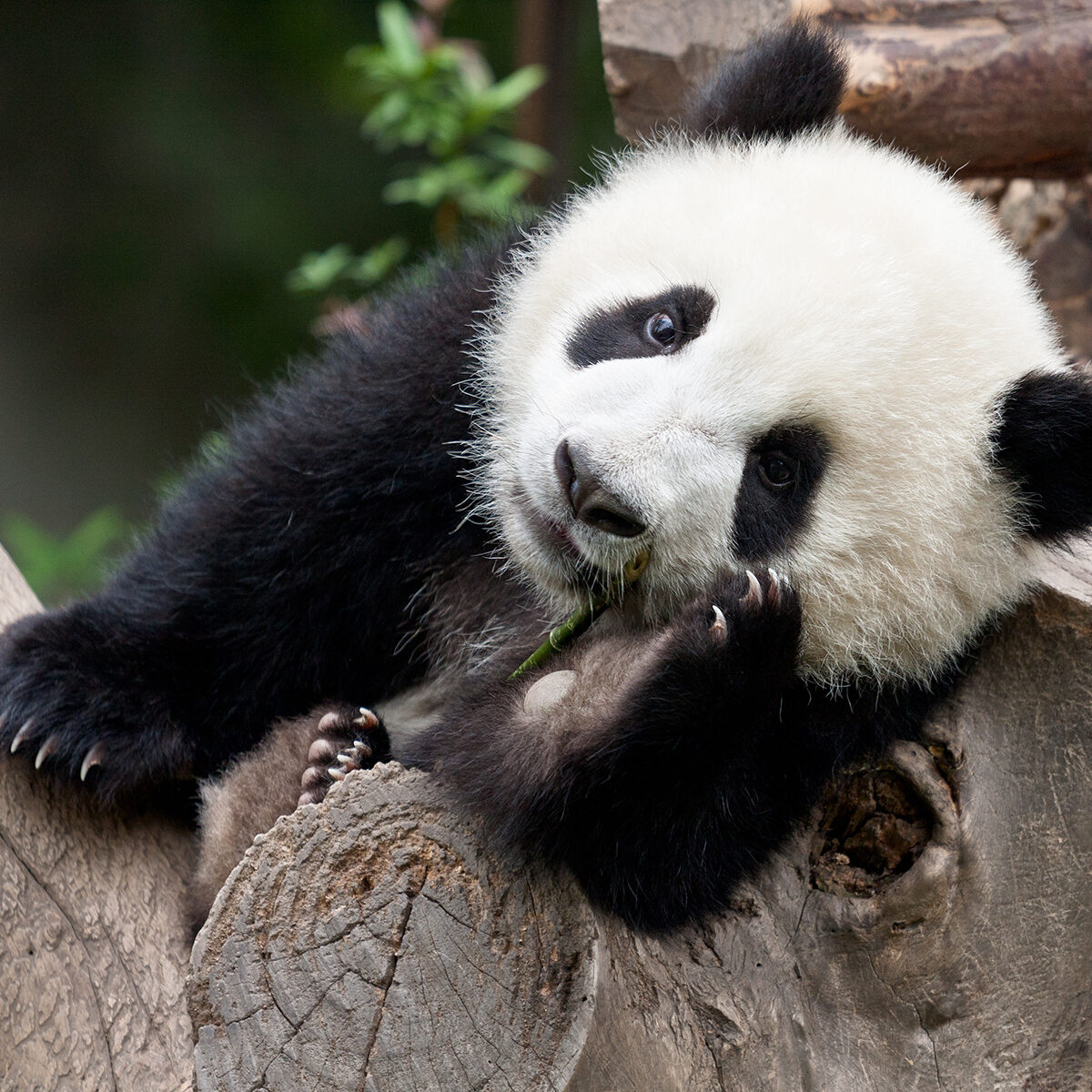 A young giant panda bear sitting in a tree curiously looks at the camera while holding a bamboo stick.