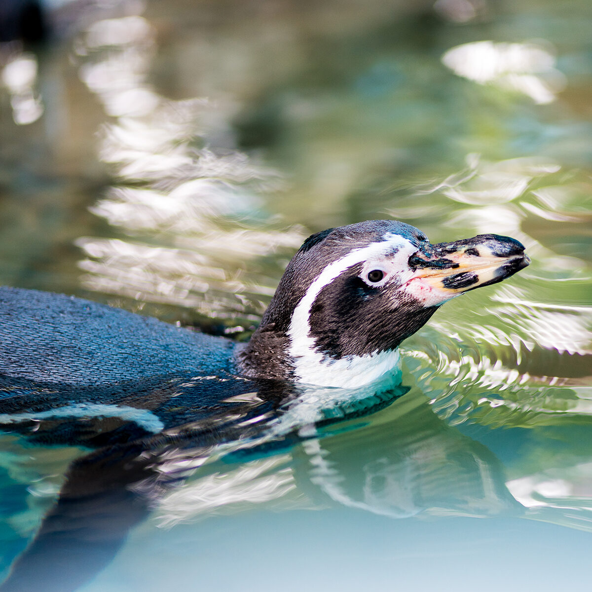 Penguin is  swimming in the zoo