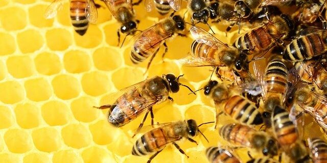 close up of Beehive yellow honeycomb half covered with worker bees